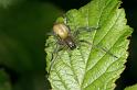 Cheiracanthium_erraticum_D5012_Z_91_Les Gris_Frankrijk